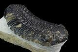 Bargain, Morocops Trilobite - Visible Eye Facets #120078-3